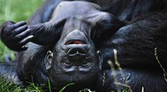 V pražské zoo se mají narodit dvě gorilí mláďata. O tlupu se stará 60 lidí