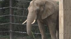 Zoo v Drážďanech se pyšní velkým výběhem pro slony. Láká na stovky zvířat