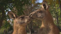 Zvířatům ze zoo se stýská po lidech. Ti pomáhají penězi i krmením