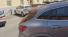 VIDEO: Nepříjemné překvapení v centru Prahy. Roj včel tam obsadil zaparkované auto