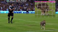 VIDEO: Na fotbal se nedalo koukat. Zatoulaný pes to vyjádřil jasně!