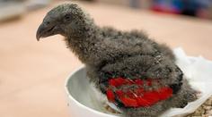 Zoo Praha odchovala trichu orlí. Jedná se o vzácného papouška