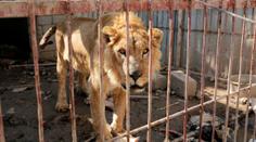 Zbyli jen lev a medvěd! Mosulská zoo se ocitla ve válečné zóně