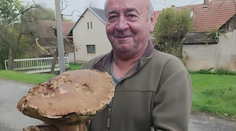 Pan Jaromír našel obří hřib. Patří k českým rekordmanům, pyšní se