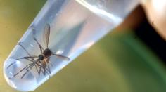 Smrtelný virus se blíží k hranicím! Není na něj lék, varují čeští lékaři