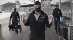 VIDEO: Podívejte se, jak se z roztomilých štěňat vychovávají policejní profesionálové