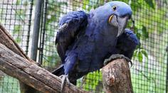 Ze zlínské zoo uprchl vzácný papoušek. Obří pták zmizel z neporušené voliéry