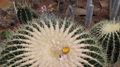 Unikátní prvenství v Brně: Poprvé tam vykvetl více než stoletý kaktus