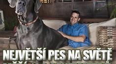 Největší pes světa měří 109 centimetrů a váží 111 kilo