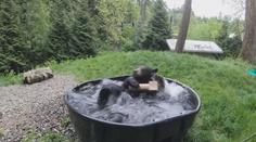 Medvěd si dává lázeň před návratem návštěvníků do zoo