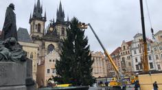 Staroměstské náměstí už zdobí smrk ze Semil, rozsvítí ho v sobotu! FOTO A VIDEO