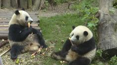 VIDEO: Tihle baculatí chlupáči vás dostanou. Čínské pandy vítají zahraniční turisty