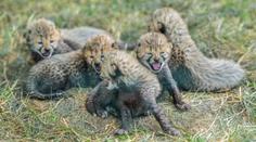 V pražské zoo se narodilo pět gepardích mláďat. Jsou v kritickém období