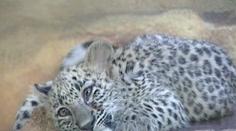 Zvířecí hrátky v Královéhradecké zoo