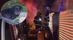 Hrůza na Jičínsku! Oheň v domě zabil 30 psů, příbuzní se popálili