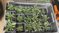Z přírody v Česku mizí vzácná rostlina. Botanická zahrada bojuje o její záchranu