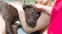 Zákeřná nemoc útočí v Británii na psy. Veterináři si neví rady