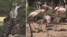 Revoluce ve zlínské zoo: Lemuři a plameňáci žijí v jediném výběhu!
