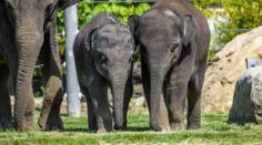 Slůňata v pražské zoo si užívají jarní slunce ve výběhu! GALERIE