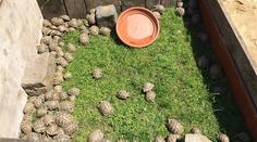 Želvy za statisíce běhaly po Praze! Nikdo je nechce, skončily v zoo