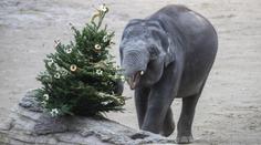 Do zoo o Vánocích za hubičku. Přehled, kde zaplatíte jen symbolické vstupné