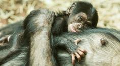 Obrovská radost v ostravské ZOO! Na svět přišel malý šimpanz