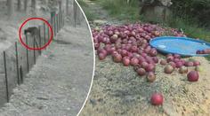 VIDEO: Medvěd na Zlínsku snědl myslivcům jablka a pak se vyfotil