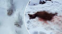 Radim nachytal medvěda při činu: Vyfotil stopy i rozdrásanou zvěř!