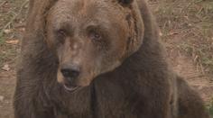 Zemřel nejstarší medvěd v českých zoo. Pištovi bylo téměř 40 let