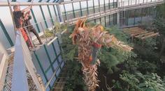 Liberecká botanická zahrada pokácela obří palmu, ohrožovala střechu pavilonu