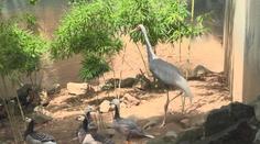 Zoo hledá uprchlého jeřába. Lidé ho mohou poznat podle červené hlavy
