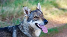 Rodina si myslela, že si z útulku odváží psa. Slova veterináře ji velmi překvapila