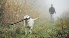 Mlhy, déšť, nad ránem jen 5 °C. Nový týden nezačíná v Česku hezky