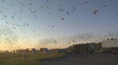Desítky tisíc holubů zakryly nebe! Zúčastnily se obřího závodu