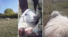 VIDEO: Strážníci na Stránské skále vysvobodili jehně ze sevření trnů