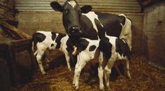 Chlapec strávil celý život zavřený s krávami, zahříval se o telata
