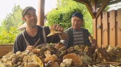 Houbaři mají žně: 30 kilo hub za hodinu! Tady rostou. PŘEHLED