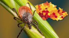 Ochrnutí, hluchota, smrt... Klíšťata a jejich virus kosí Čechy!
