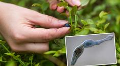 Lékaři varují před liščí tasemnicí! Může i zabít, pozor na lesní plody
