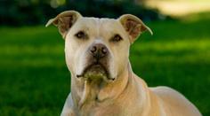 Žena vešla do baru v Přerově. Tam ji pokousal pitbull do obličeje