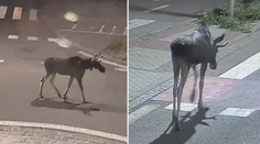 Los Emil se znovu ukázal. Procházel se po Břeclavi, pak přeběhl do Rakouska