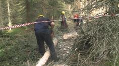 Kvůli kalamitám bylo moc dřeva. Lesům ČR klesl zisk o čtvrtinu.