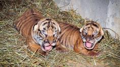 V pražské zoo se narodila mláďata tygra! Už známe jejich pohlaví!