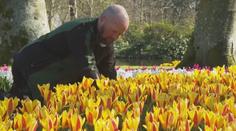 V Nizozemsku začala sezóna tulipánů. V zahradě Evropy jich vykvetou miliony