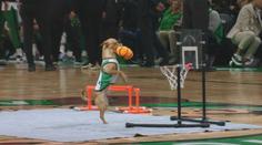 VIDEO: Přirozený talent. Basketbalová čivava Percy předvádí úžasné kousky