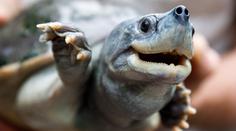 Pražská zoo získala poklad. Dosud byla vzácná želva k vidění jen v Asii