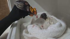 VIDEO: Jak nakrmit osamoceného kondora? V zoo přišli na originální způsob s ponožkou