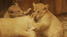 V plzeňské zoo se narodila mláďata vzácného lva berberského