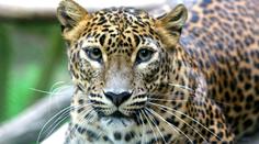 PRVNÍ FOTKY: V Zoo Brno se narodila mláďata levharta