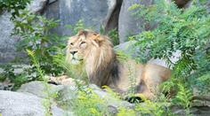 Horor v německé zoo: Dva lvi napadli mladého ošetřovatele